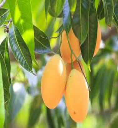 Mangoes