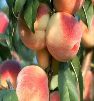 Peaches